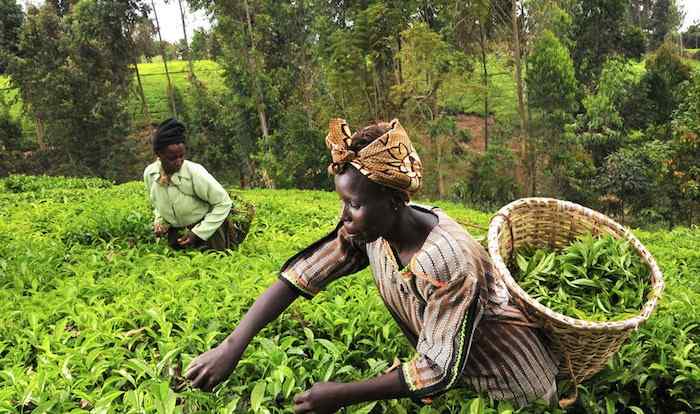 Agric business danhydro