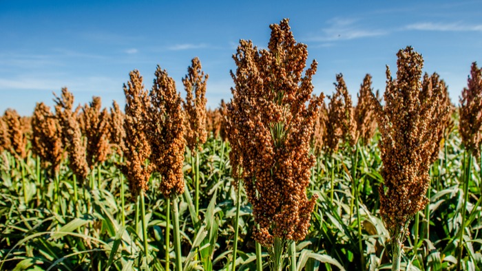 Millet Farm